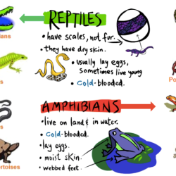 Fish or mammals evidence organizer