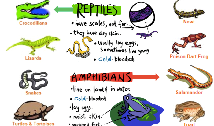 Fish or mammals evidence organizer