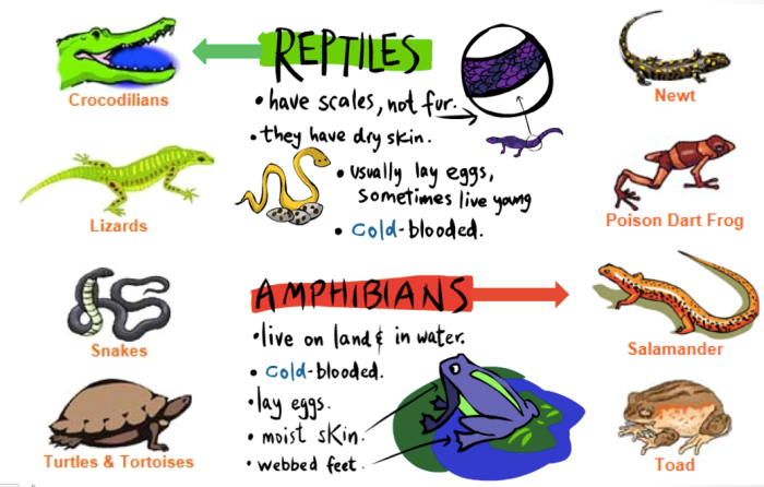 Fish or mammals evidence organizer