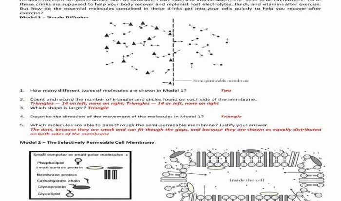 Diffusion osmosis spreadsheet membrane tonicity studylib answer excel