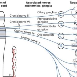 The nervous system anatomy and physiology coloring workbook answers