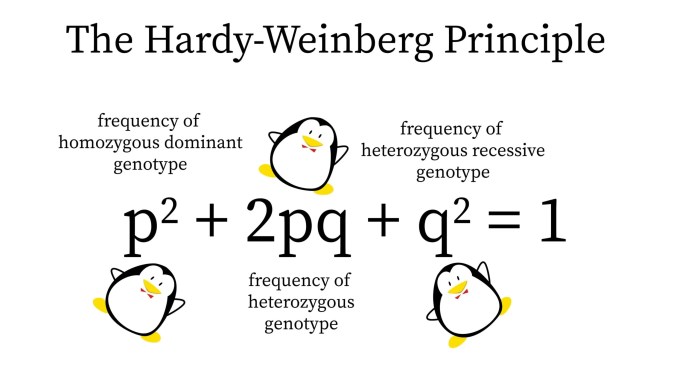 The hardy-weinberg equation pogil answer key