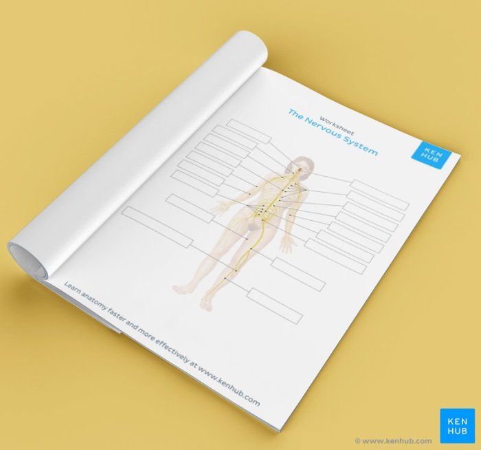 The nervous system anatomy and physiology coloring workbook answers