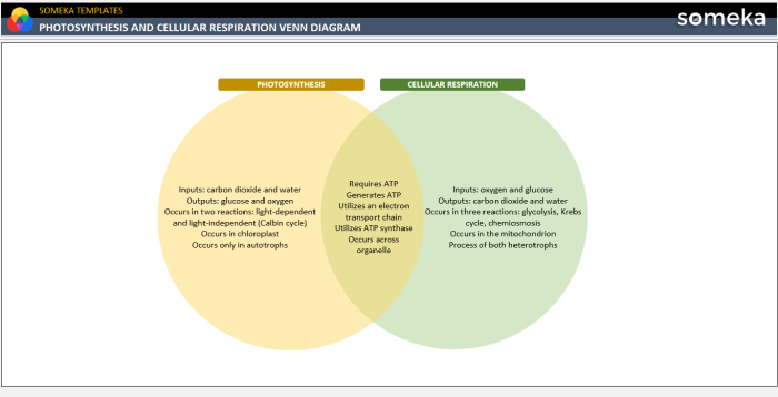 Venn diagram of photosynthesis and cellular respiration