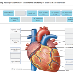 Heart anterior label quizlet human ventral diagram figure