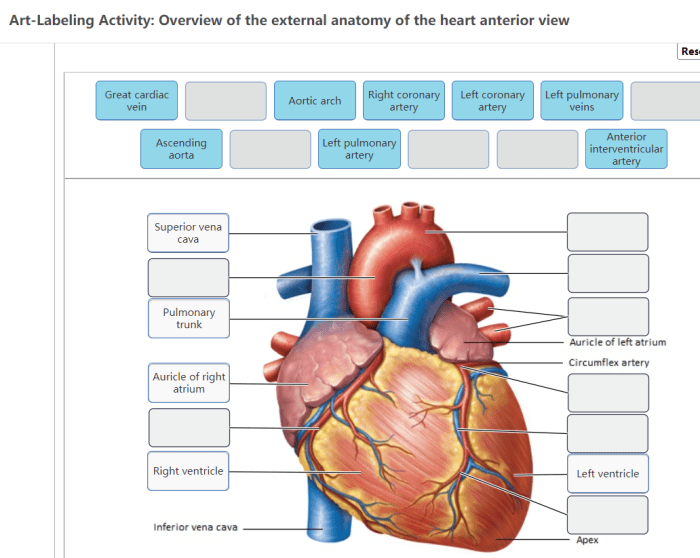 Heart anterior label quizlet human ventral diagram figure