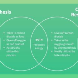 Venn diagram of photosynthesis and cellular respiration