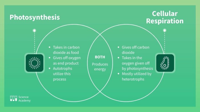 Venn diagram of photosynthesis and cellular respiration