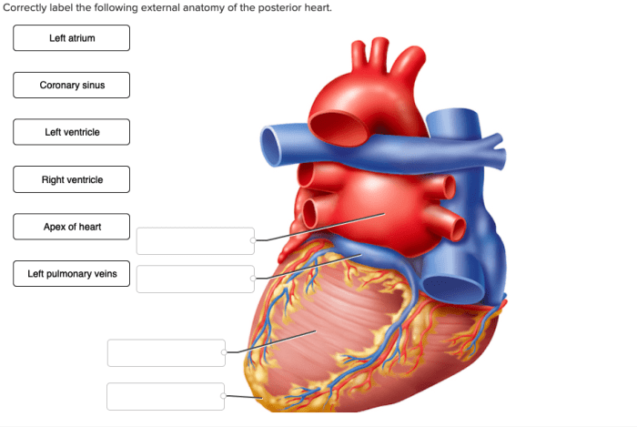 Correctly label the following external anatomy of the posterior heart