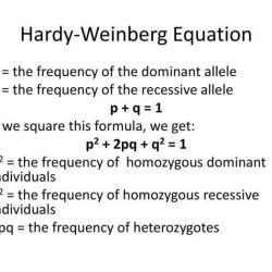 The hardy-weinberg equation pogil answer key